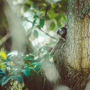 Affen in Brazil Regenwald