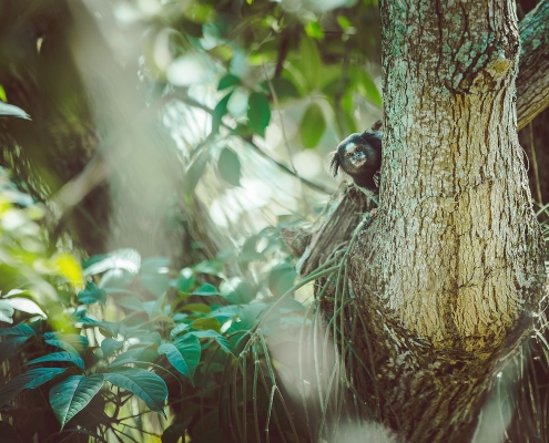 Affen in Brazil Regenwald