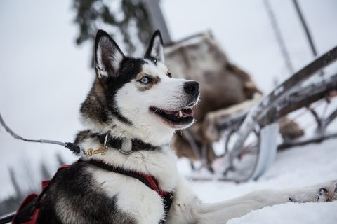 Husky in Finnland