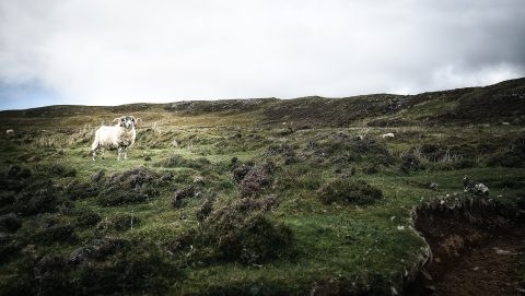 Sheep in Scotland