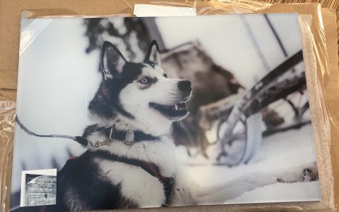 Husky auf Acrylglas